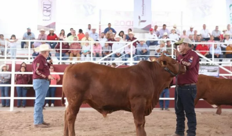Prepara Desarrollo Rural de Tamaulipas Segundo Concurso del Novillo Gordo