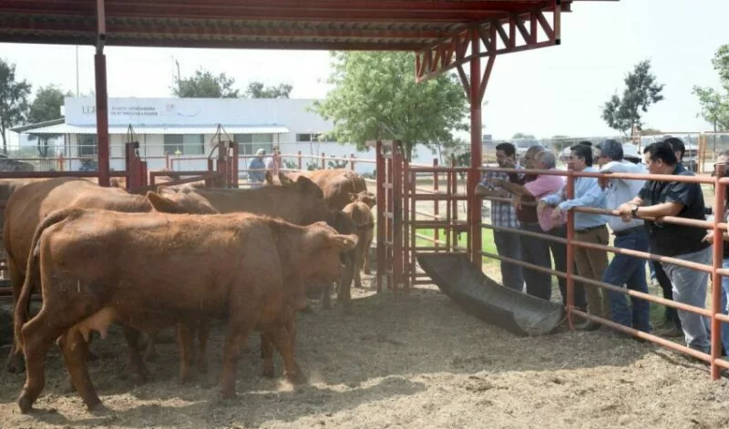 Reactivarán Centro de Mejoramiento Genético para fortalecer la ganadería en Tamaulipas